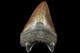 Fossil Megalodon Tooth - Serrated Blade #130703-2